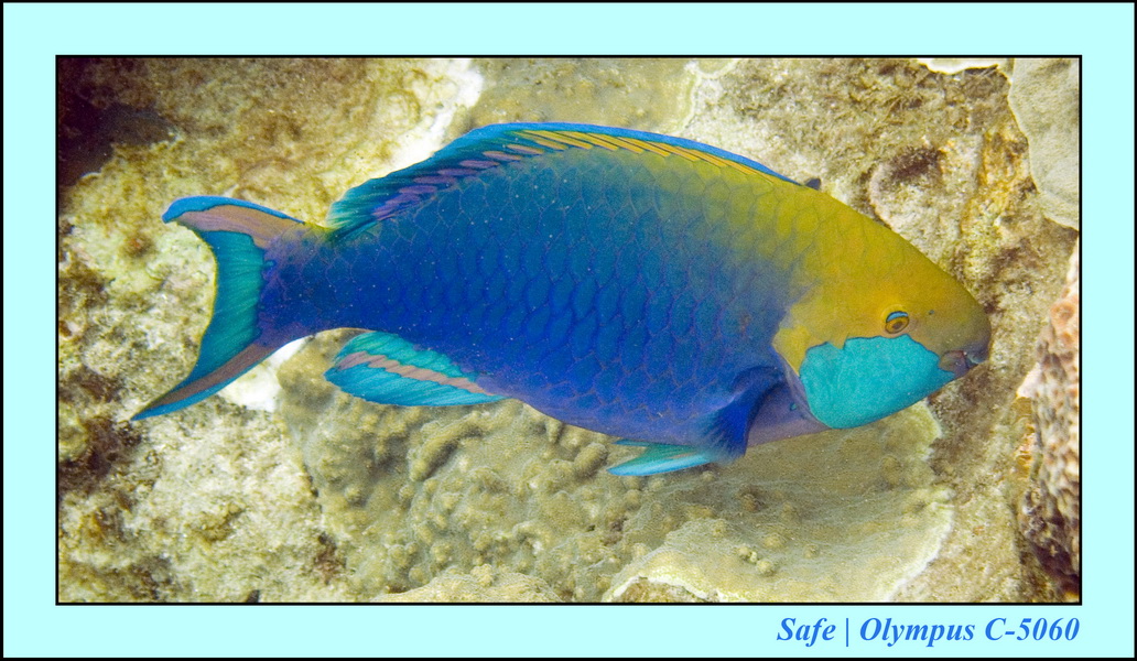 2008 - 07 - Perhentian - 005